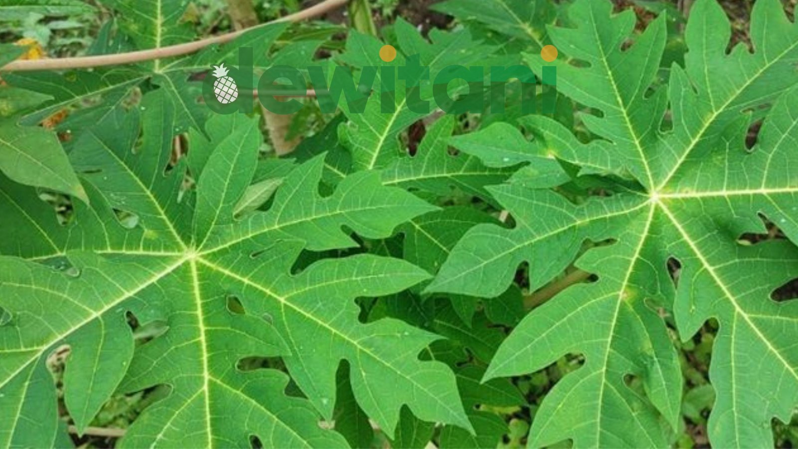 Manfaat Daun Pepaya Untuk kesehatan Tubuh – Beragampengetahuan.com