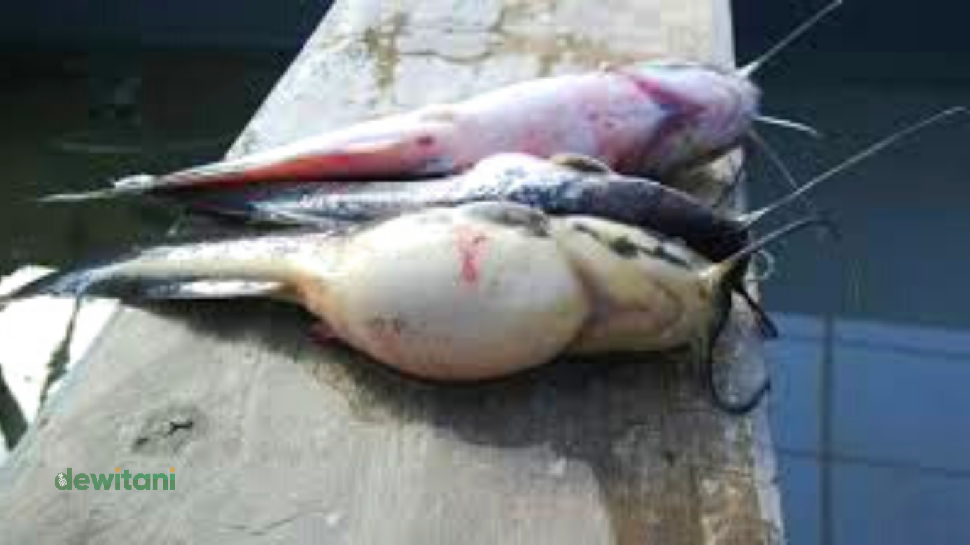 Cara Mengatasi Ikan lele Perut Kembung Dengan Ramuan Herbal | – Beragampengetahuan.com