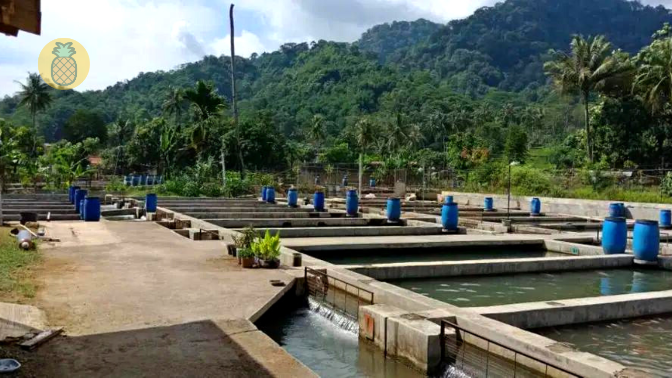 Ukuran Kolam Ikan Nila Untuk 1000 Ekor – Beragampengetahuan.com