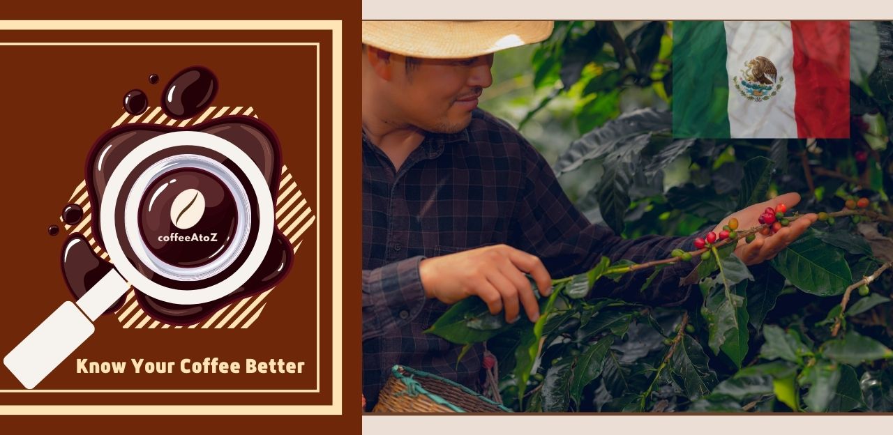Discover The Flavors Of Mexican Coffee – Beragampengetahuan