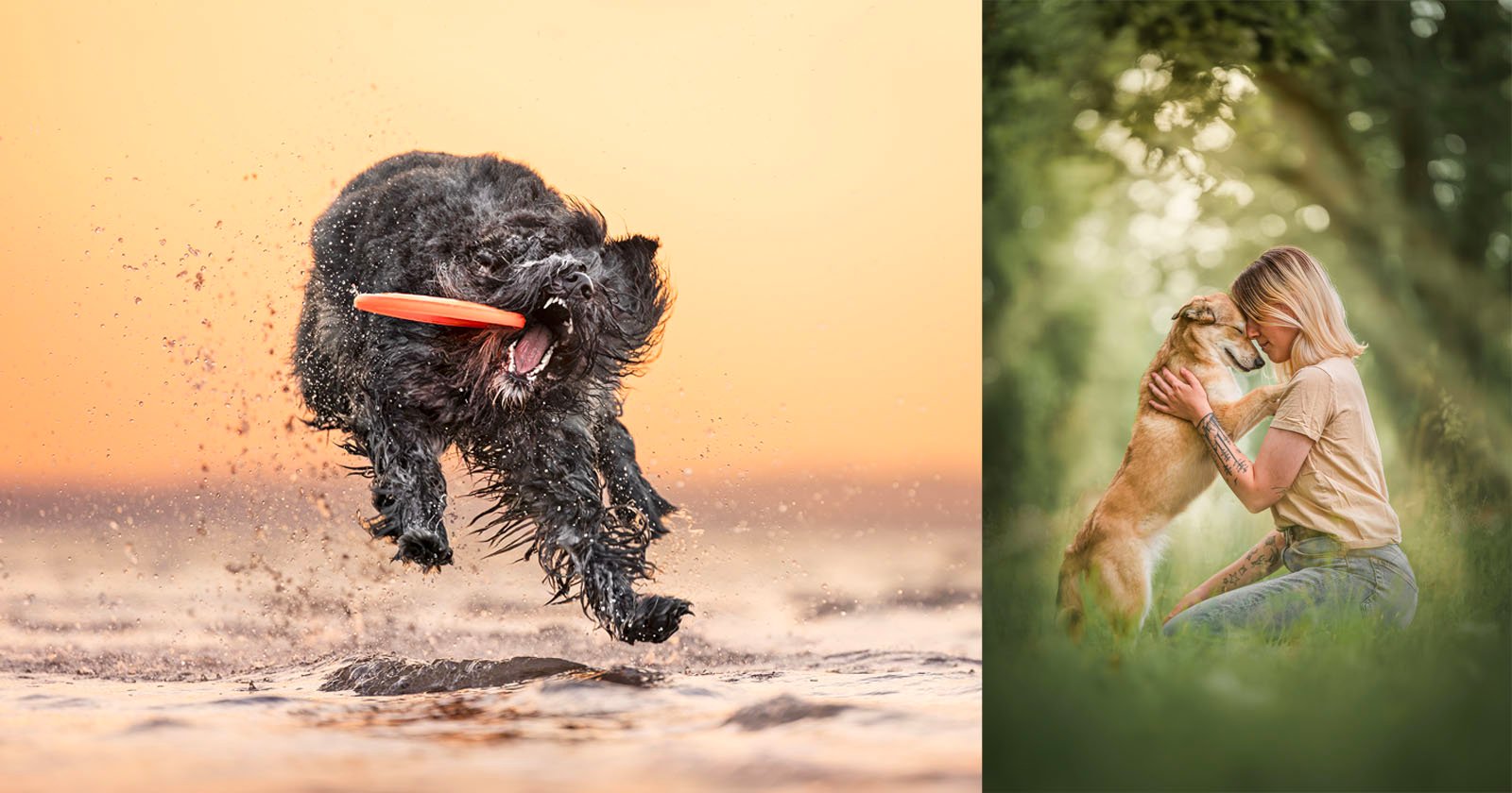 Penghargaan Fotografi Anjing 2024 Fotografer Hewan Peliharaan Ace

 – Beragampengetahuan