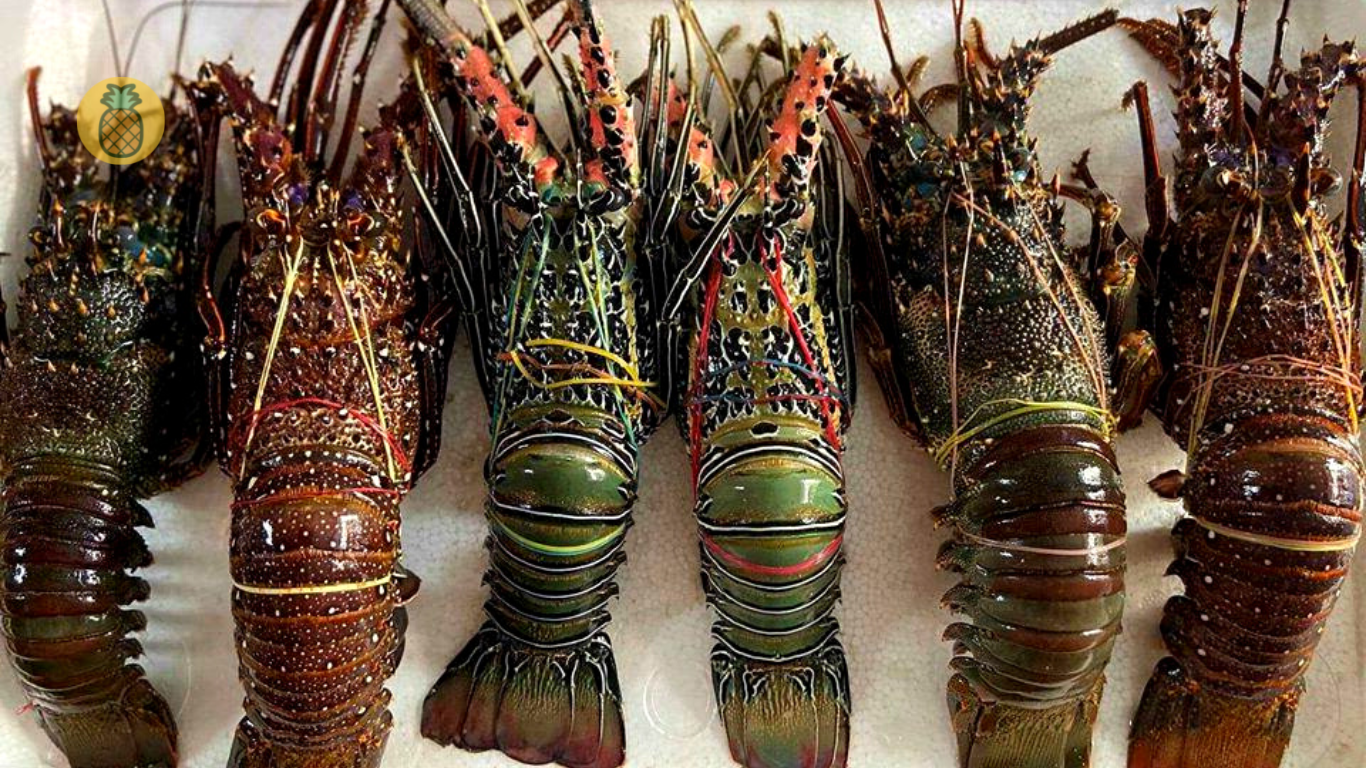 Harga Lobster Air Tawar Hari Ini – Beragampengetahuan.com