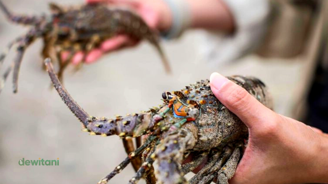 Jenis Lobster Air Tawar Yang Banyak Dibudidayakan Di Indonesia | – Beragampengetahuan.com