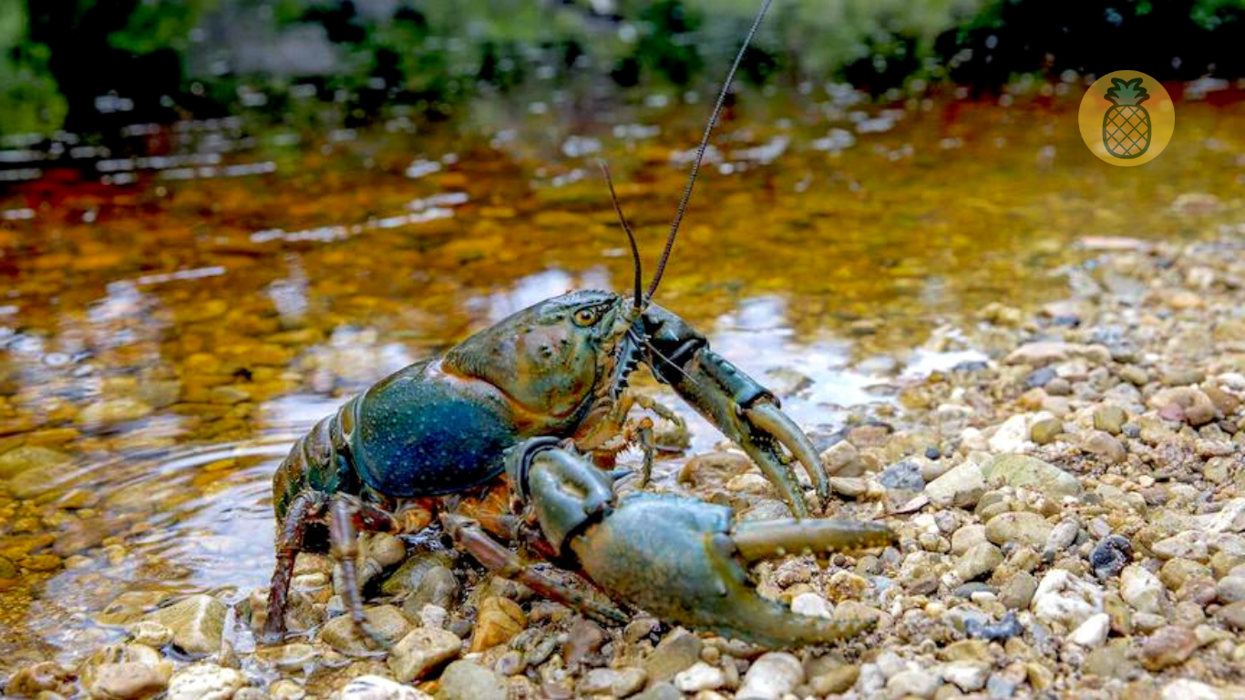 Makanan Lobster Air Tawar Agar Cepat Besar – Beragampengetahuan.com