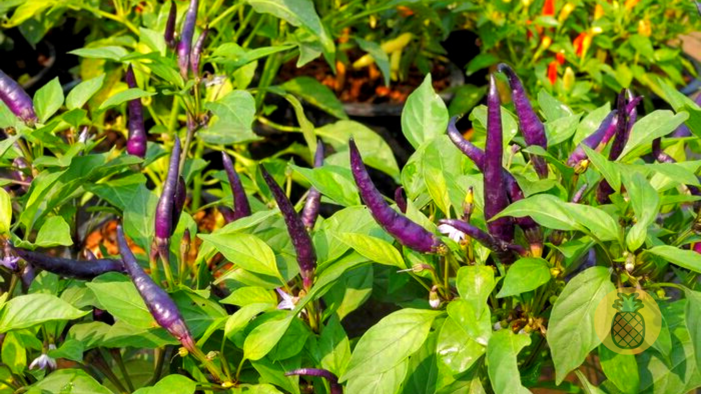 7 Manfaat Cabe Rawit Ungu Bagi Kesehatan – Beragampengetahuan.com