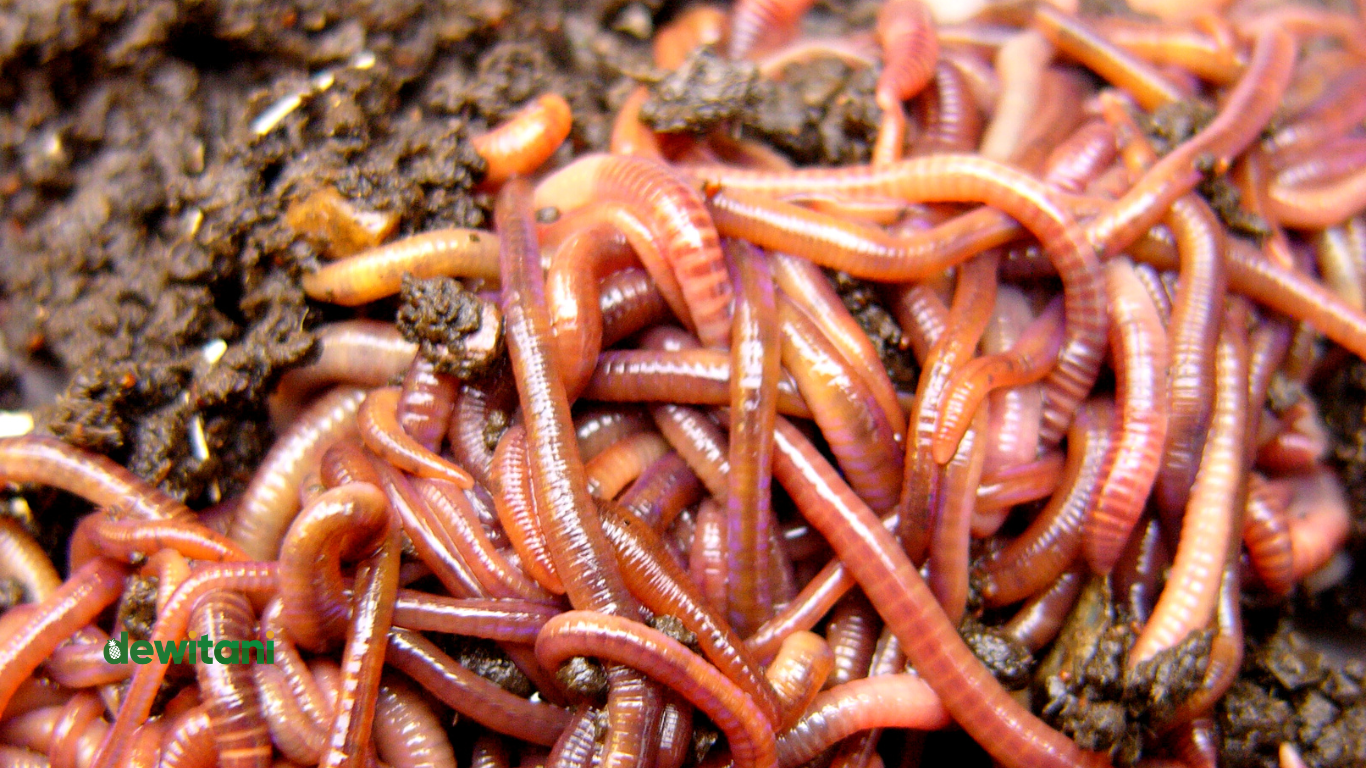 Manfaat Cacing Untuk Kita dan Lingkungan – Beragampengetahuan.com