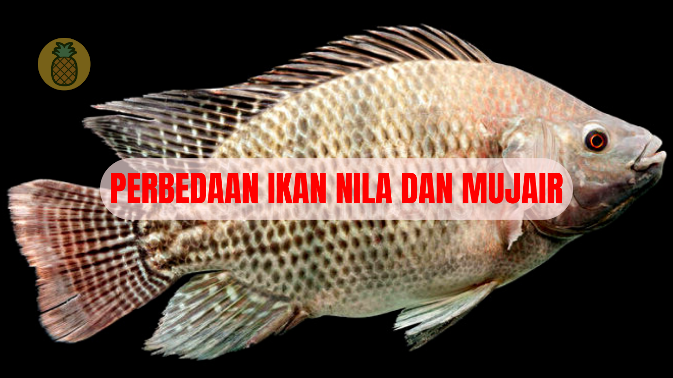 Cara Membedakan Ikan Nila Dengan Ikan Mujair – Beragampengetahuan.com