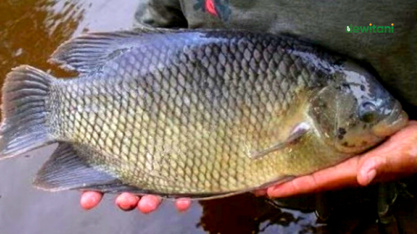 7 Racikan Umpan Ikan Nila Liar Yang Susah Makan – Beragampengetahuan.com