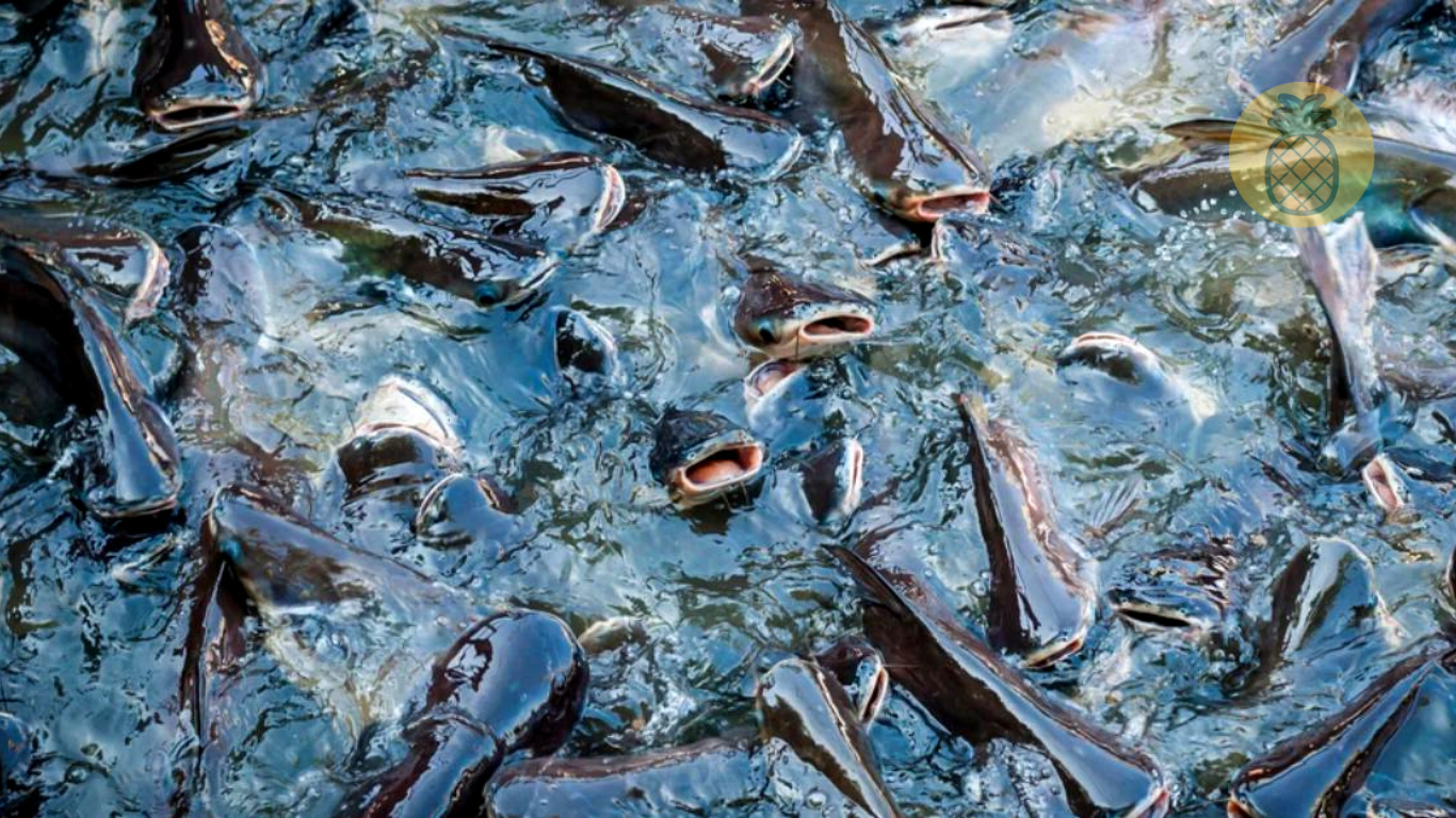 Umpan Jitu Ikan Lele Yang Susah Makan – Beragampengetahuan.com