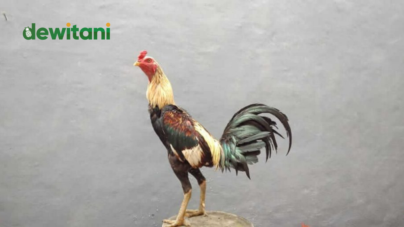 Inilah Keistimewaan Ayam Magonthai | Beragam Pengetahuan – Beragampengetahuan.com