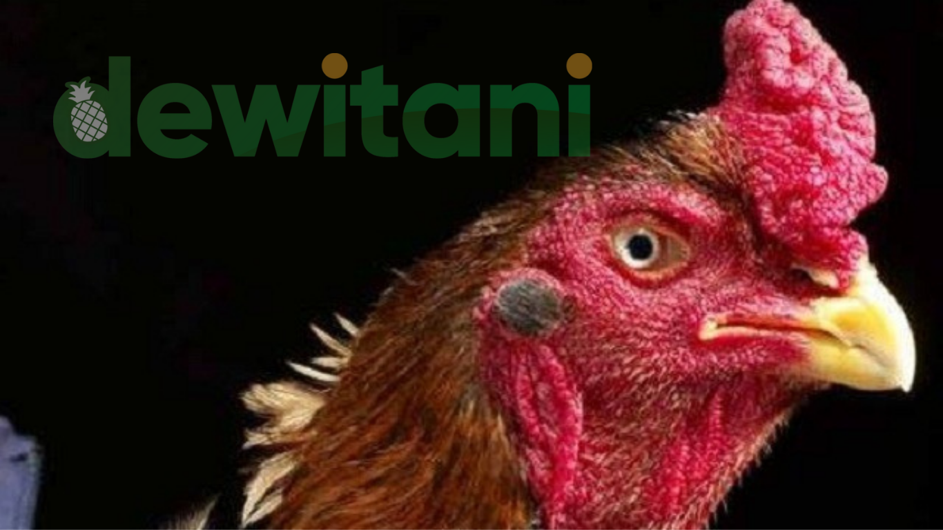 Inilah 6 Warna Ayam Bangok Yang Paling Ditakut Lawan – Beragampengetahuan.com