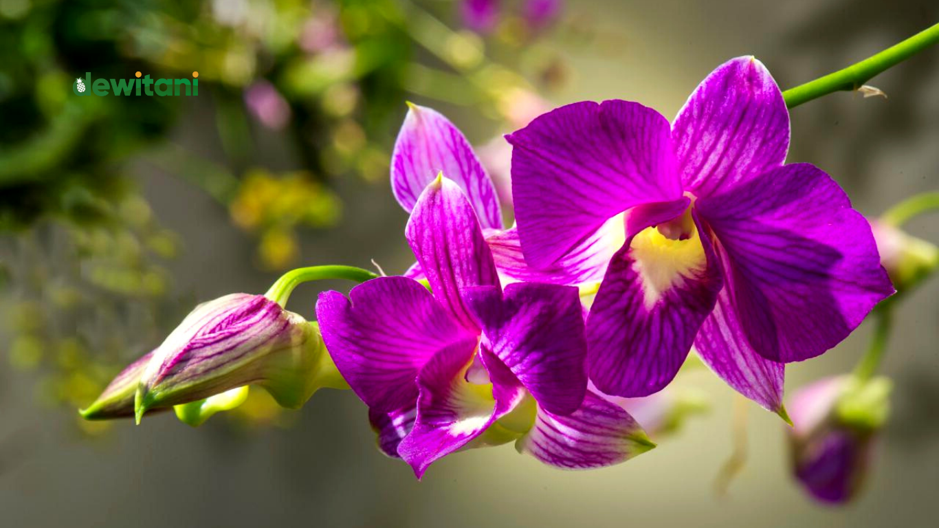 6 Cara Jitu Merawat Bunga Anggrek Agar Cepat Berbunga – Beragampengetahuan.com