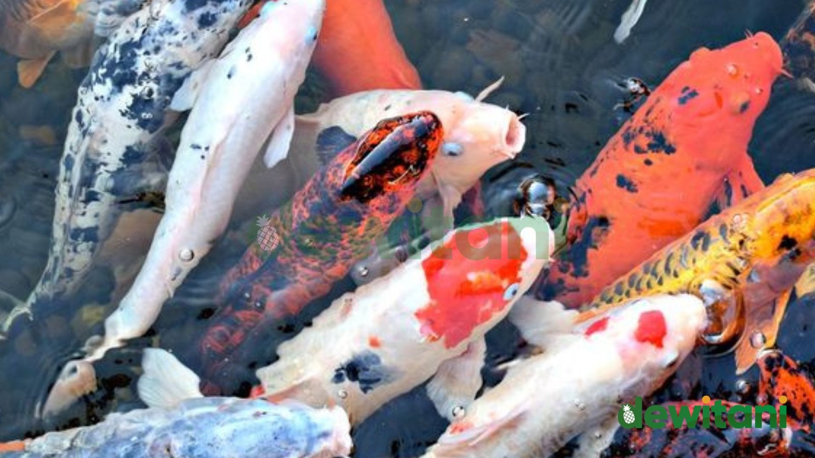 Beternak Ikan koi Dan Cara-Cara Pengembang Biakan>>> – Beragampengetahuan.com