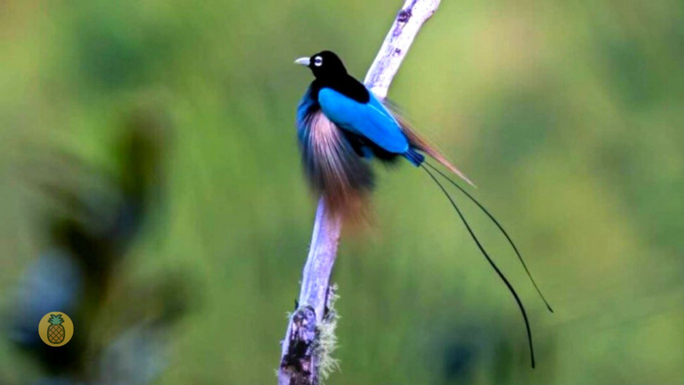 Burung Cendrawasih Biru Yang Indah dan Rupawan – Beragampengetahuan.com