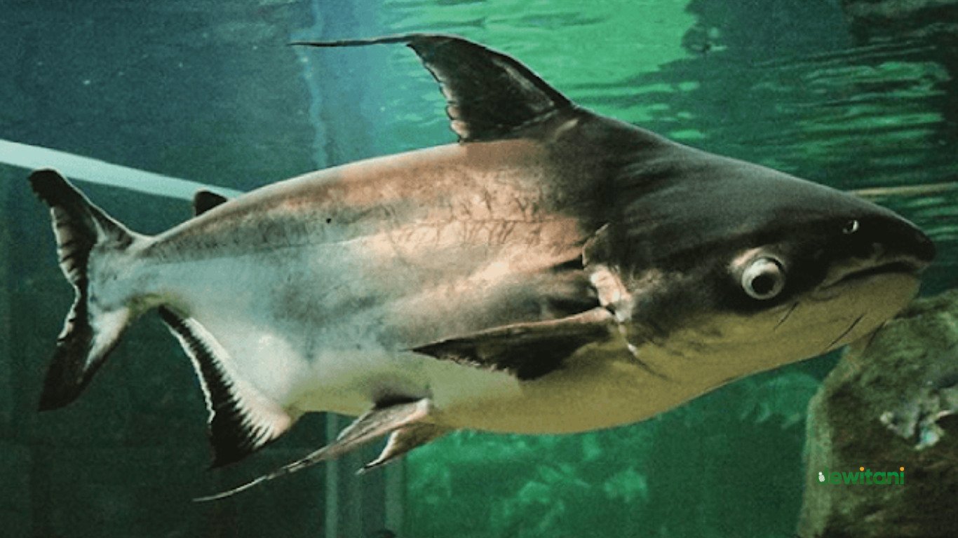 Cara Memelihara Ikan Patin Agar Sehat dan Panen Banyak – Beragampengetahuan.com