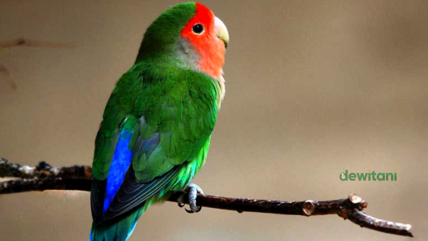 8 Cara Mengatasi Lovebird Gestang Agar Mau Kawin – Beragampengetahuan.com