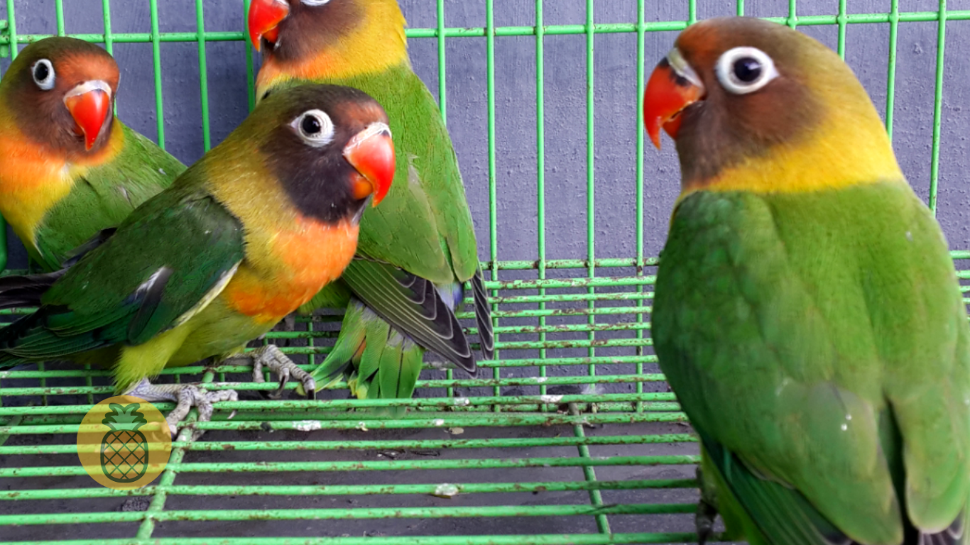 Inilah 7 Ciri-Ciri Lovebird Josan Berkualitas Juara – Beragampengetahuan.com