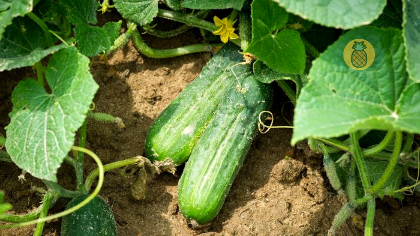 7 Cara Menanam Mentimun Agar Berbuah Banyak – Beragampengetahuan.com