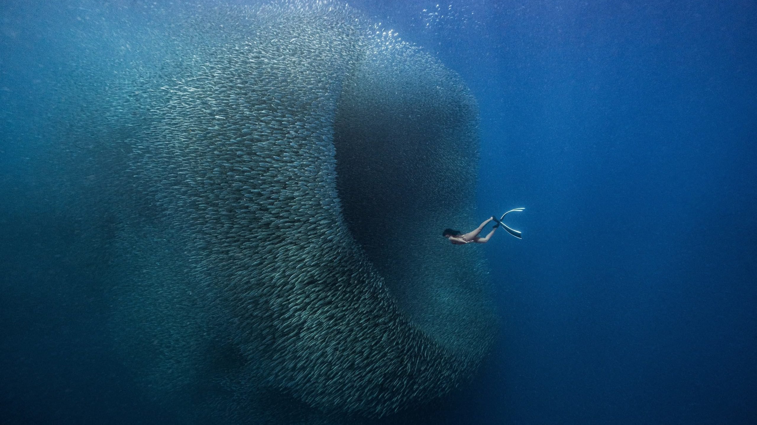 “Ikan lubang cacing” yang mengerikan memenangkan ColorPro Awards 2014

 – Beragampengetahuan
