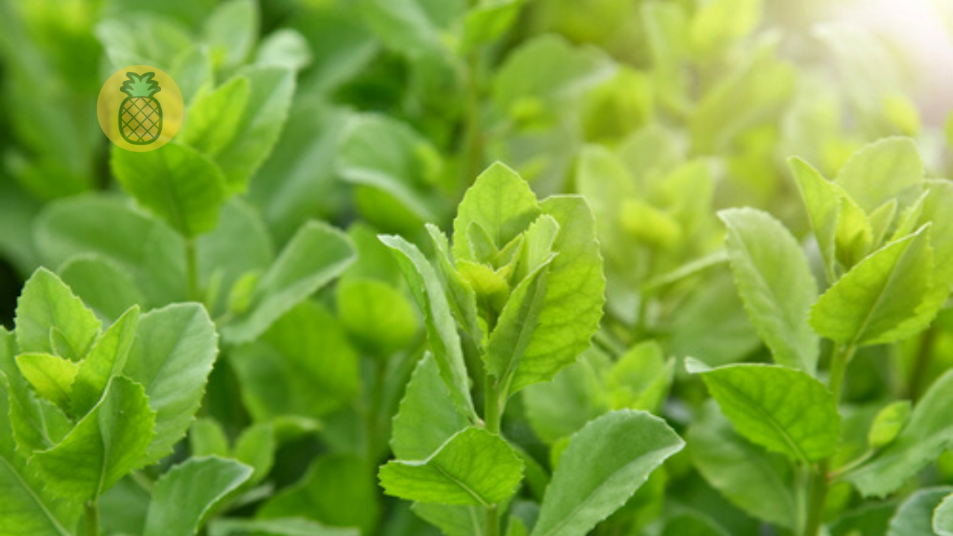 8 Manfaat Daun Beluntas Dan Cara Pengolahannya – Beragampengetahuan.com