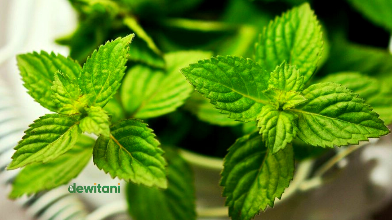 Inilah Cara Menanam Tanaman Obat Daun Dewa Yang Praktis | – Beragampengetahuan.com