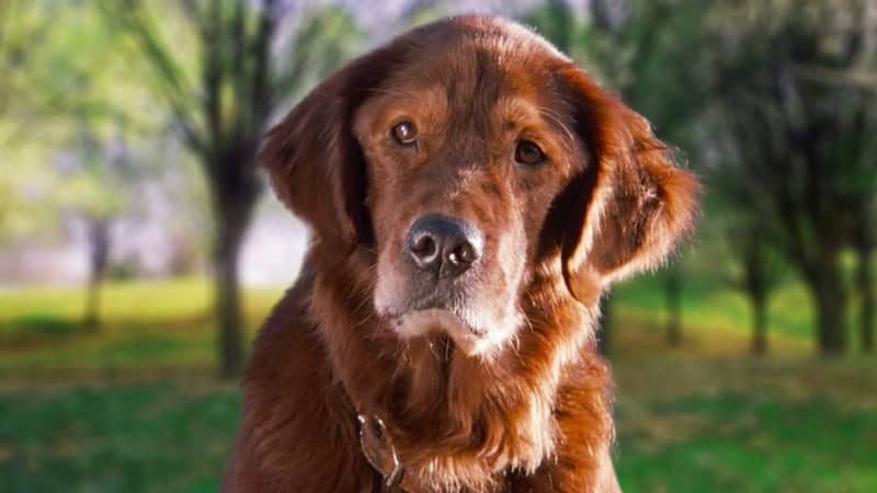 Seekor anjing bernama Fluke menjadikannya anjing terbaik minggu ini karena pembicaraannya

 – Beragampengetahuan