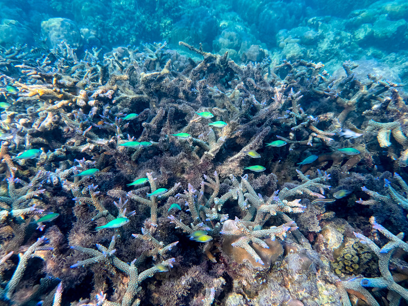 House reef at Hopei Island in the Solomon Islands