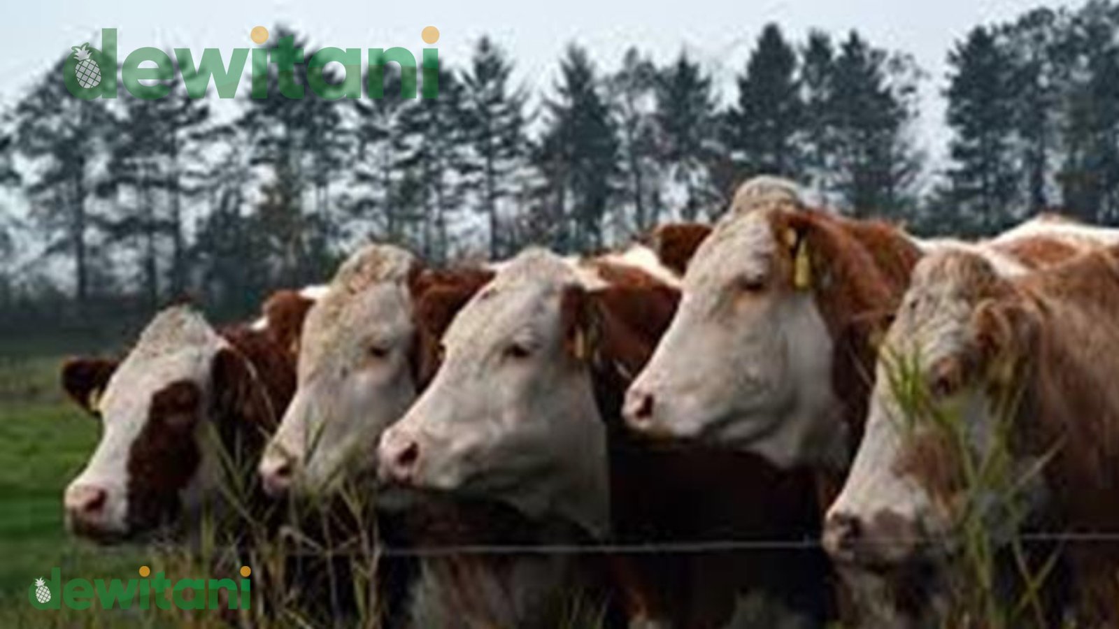 Mengenal Jenis-Jenis Sapi Di Indonesia – Beragampengetahuan.com