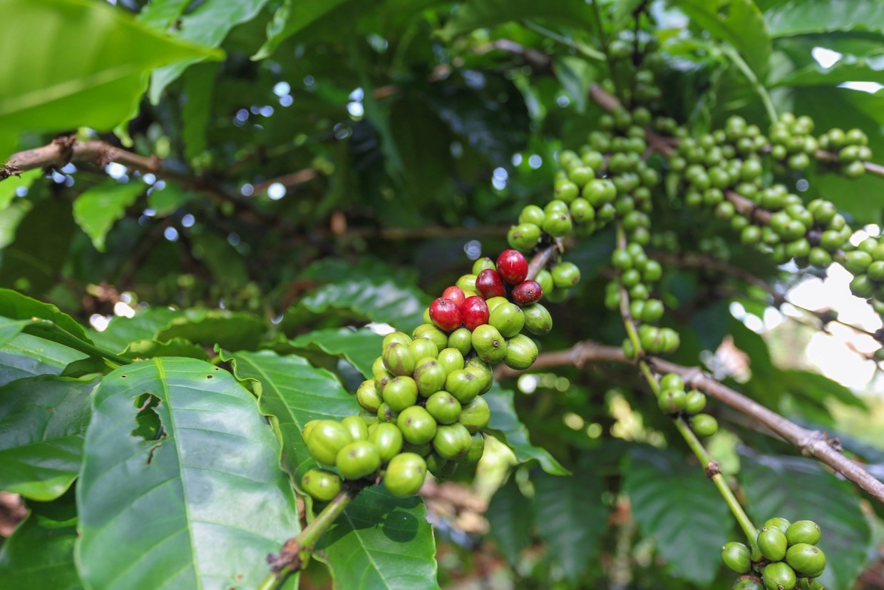 73% kopi dari sembilan pembeli utama memenuhi standar keberlanjutan dasar berita kopi harian beragampengetahuan

 – Beragampengetahuan