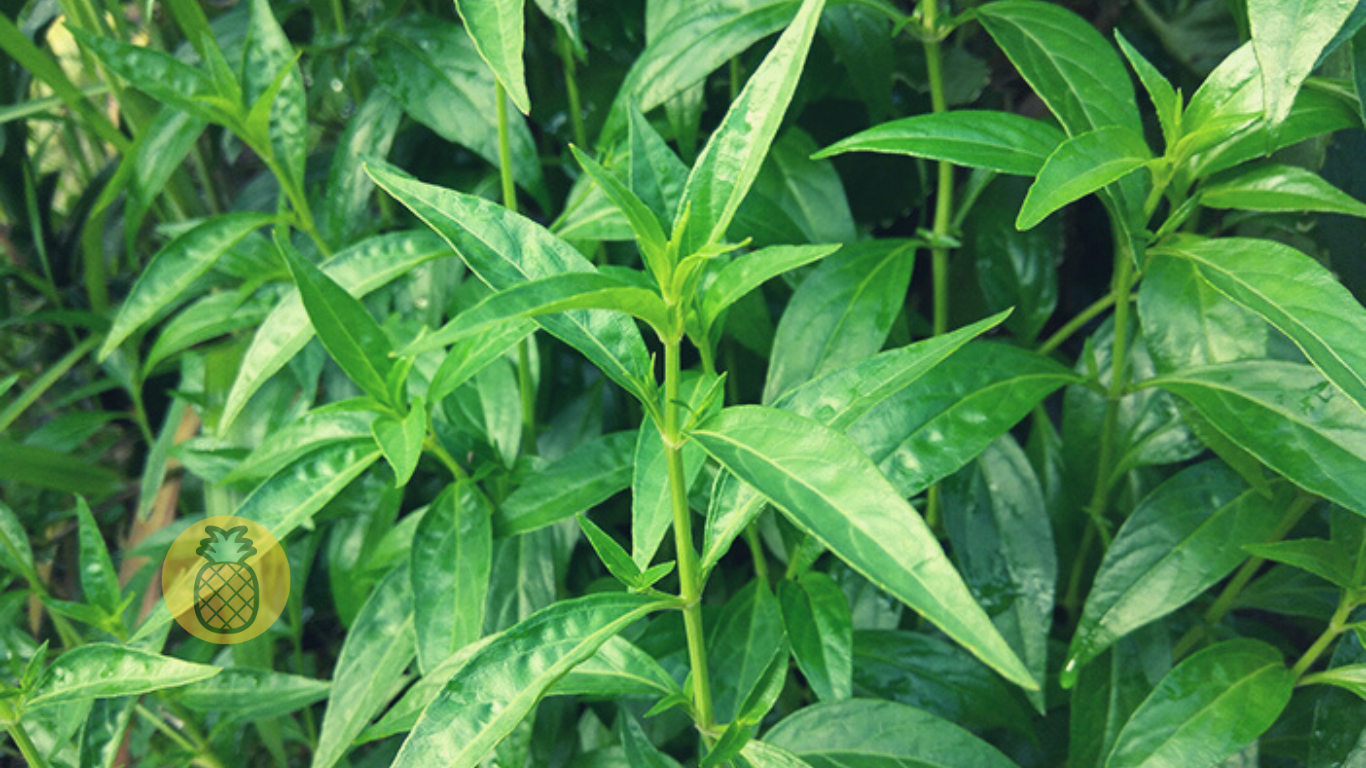 Panduan Lengkap Cara Budidaya Tanaman Sambiloto | – Beragampengetahuan.com