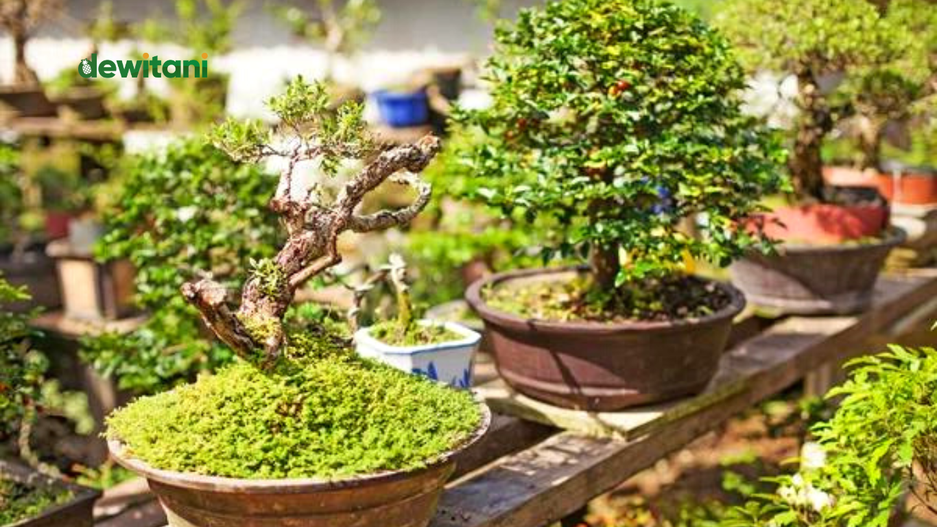 14 Cara Menanam Bonsai Bagi Pemula – Beragampengetahuan.com
