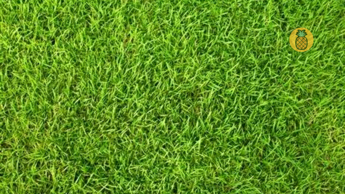 Inilah 6 Cara Menanam Dan Merawat Rumput Jepang – Beragampengetahuan.com