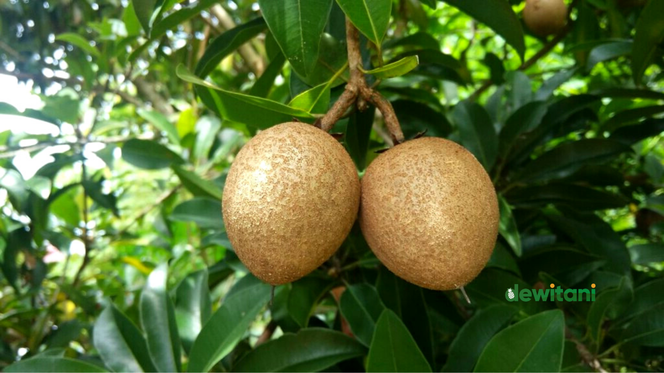 10 Cara Menanam Dan Merawat Sawo Dalam Pot – Beragampengetahuan.com