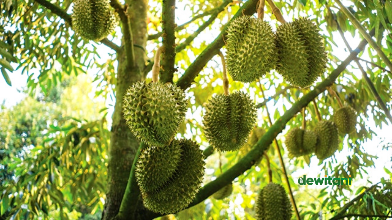Cara Menanam Durian Agar Cepat Berbuah – Beragampengetahuan.com