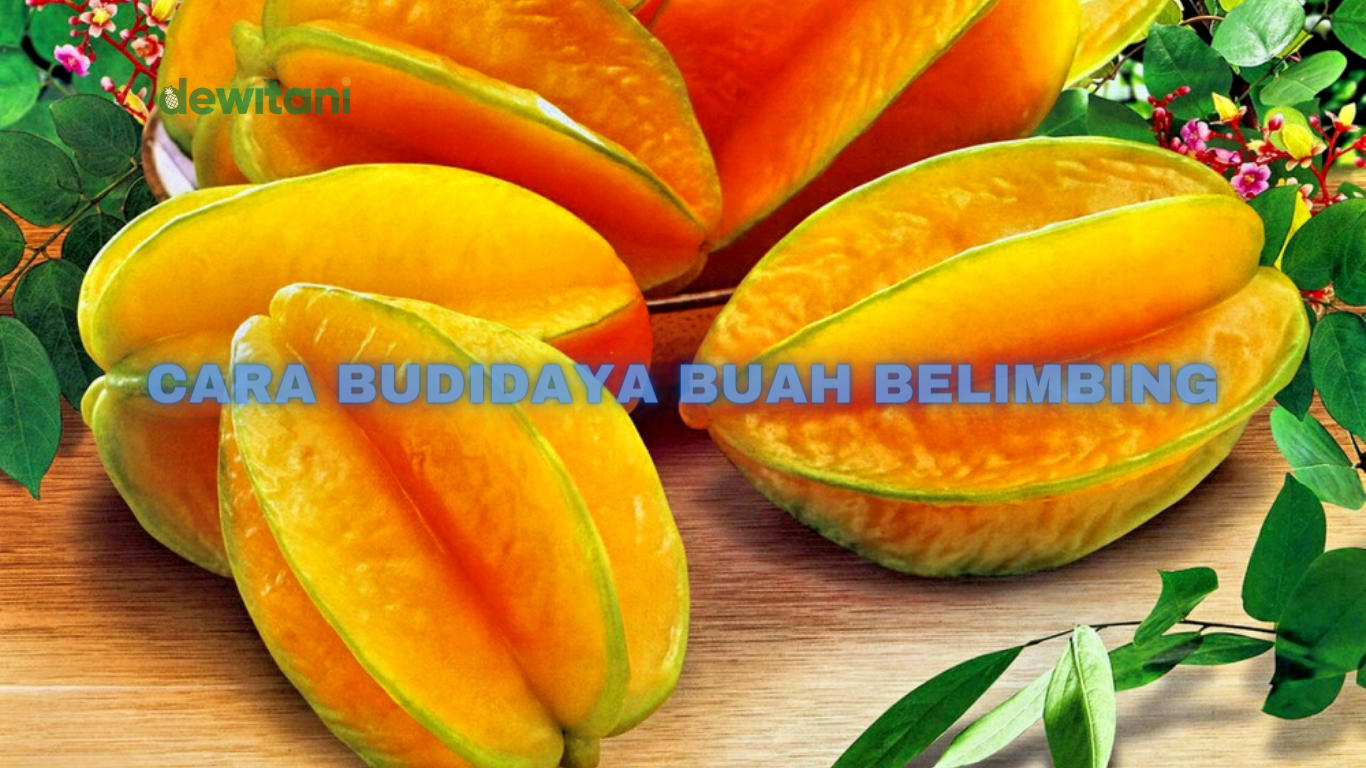 Panduan Praktis Cara Budidaya Belimbing Madu – Beragampengetahuan.com