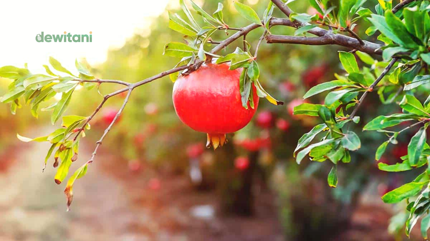 10 Cara Menanam Buah Delima Dalam Pot – Beragampengetahuan.com