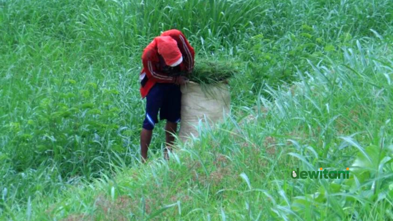 Inilah Arti Mimpi Ngarit Rumput Menurut Primbon Jawa – Beragampengetahuan.com