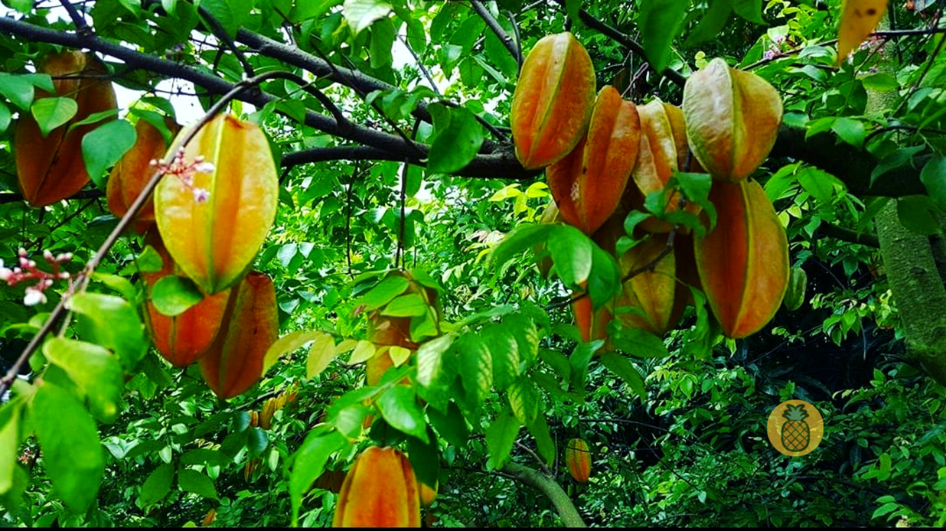 Proses Pembuahan Yang Terjadi Pada Tanaman Belimbing – Beragampengetahuan.com