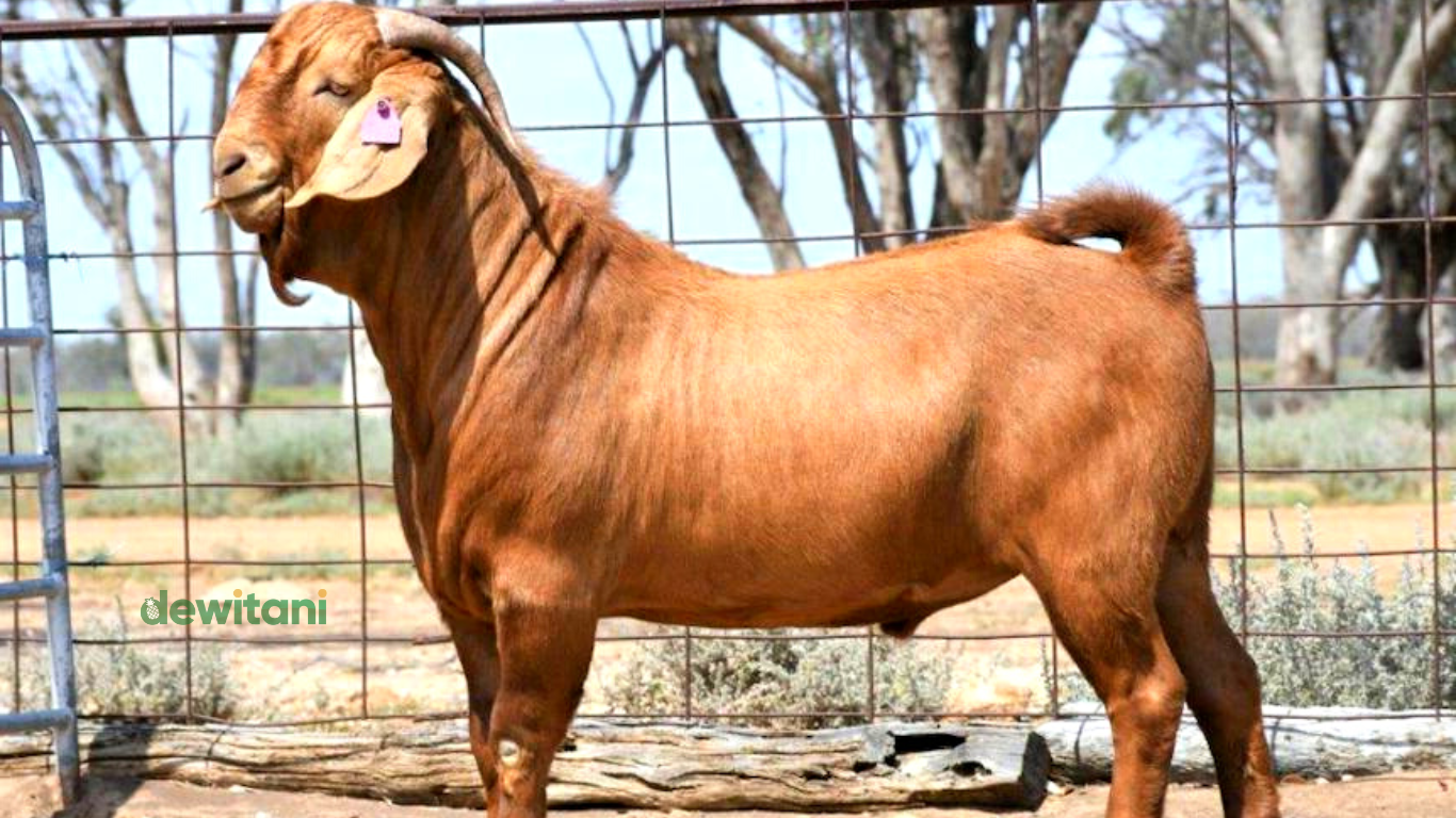 Cara Menentukan Umur Kambing atau Domba Dari Susunan Gigi | – Beragampengetahuan.com