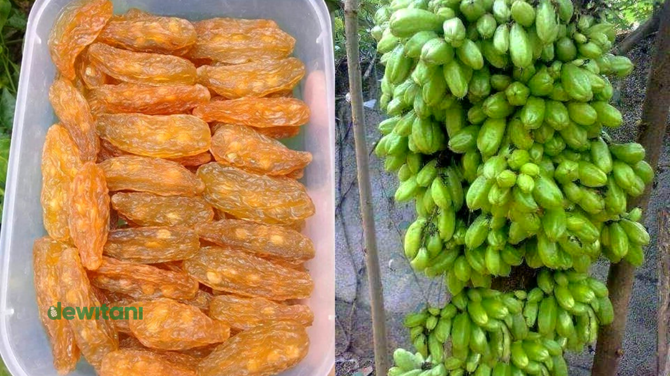 Inilah Cara Membuat Manisan Belimbing Wuluh Yang Baik – Beragampengetahuan.com