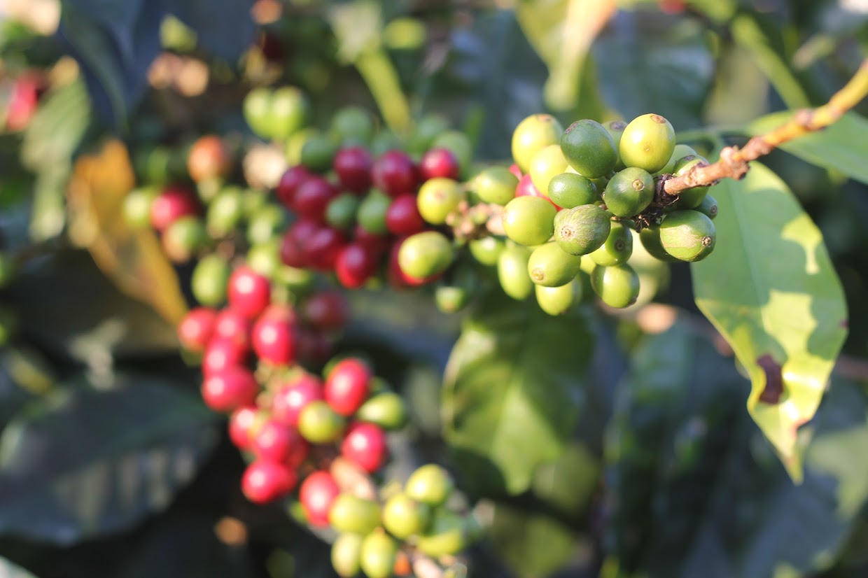 Rencana adaptasi perubahan iklim membuahkan hasil bagi berita kopi harian produsen kopi beragampengetahuan

 – Beragampengetahuan