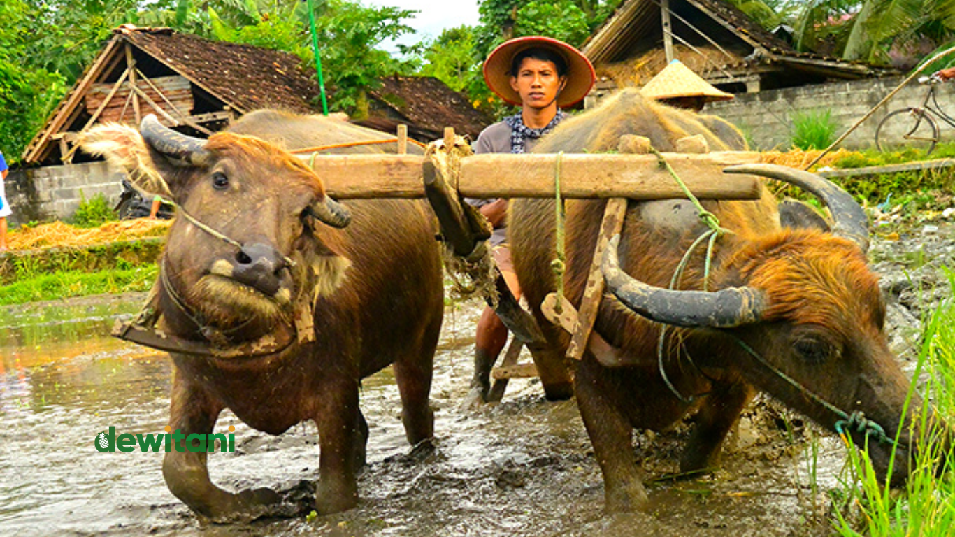 Kelebihan Dan Kekurangan Membajak Sawah Dengan Kerbau | – Beragampengetahuan.com