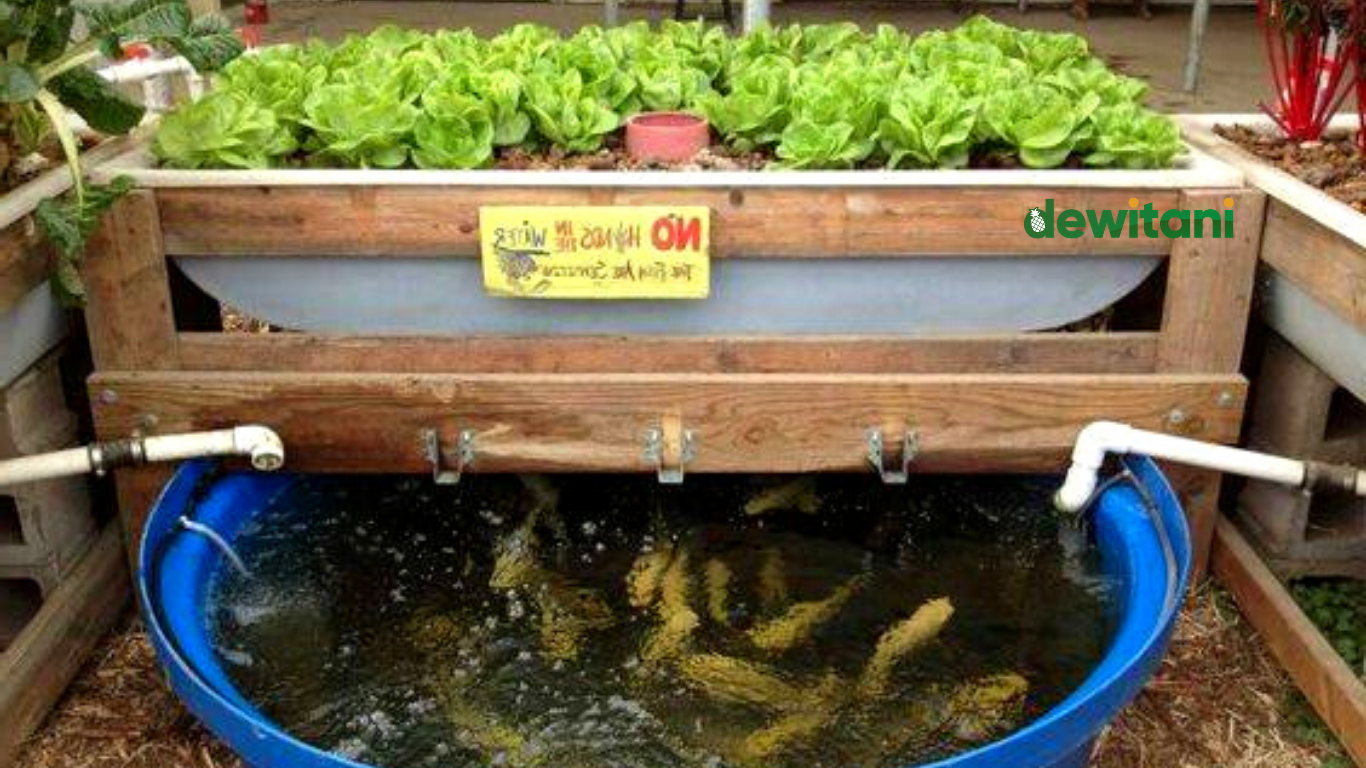 Inilah Sistem Budidaya Aquaponik Cocok untuk Lahan Sempit – Beragampengetahuan.com