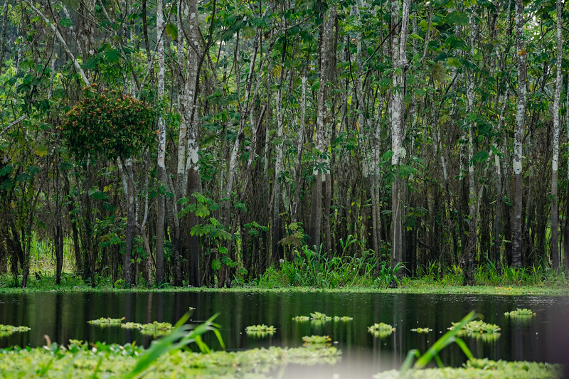 Water line on trees in Pacaya Samiria National Reserve, Peru