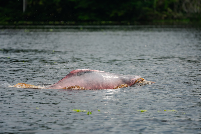 Amazon Pink River dolphin in Pacaya Samiria National Reserve, Peru
