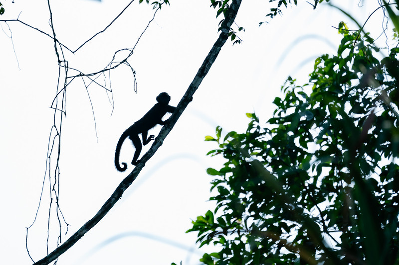Capuchin monkey climbing a vine in the Amazon Rainforest 
