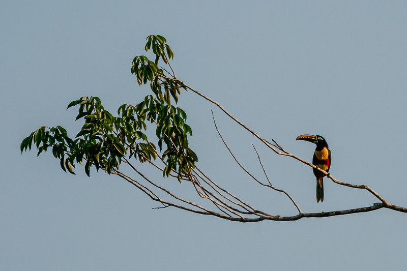 Chestnut Earred Toucan sitting in a tree in the Amazon Rainforest