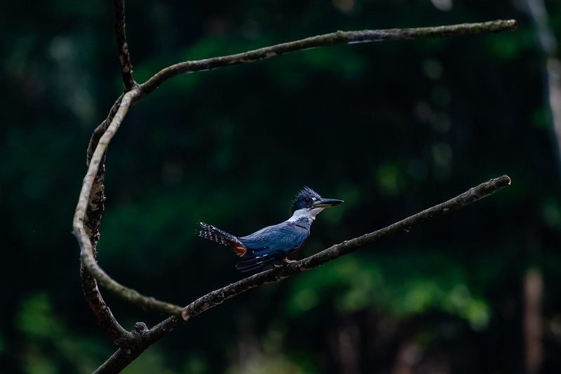 Ringed Kingfisher in Pacaya Samiria National Reserve in Peru