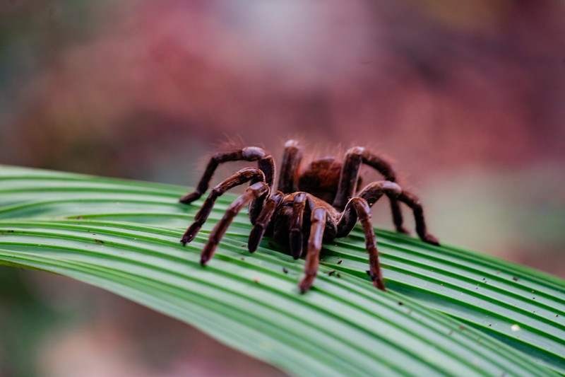 Giant bird eater tarantula near Iquitos, Peru