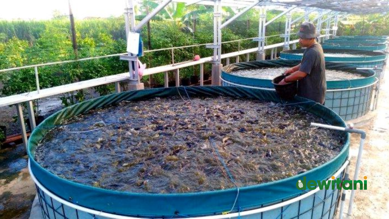 Inilah Pola Pemberian Pakan Lele Bioflok Yang Benar – Beragampengetahuan.com